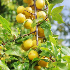 Shiro-Pflaumen Tropfen Gold -Obstpflanze Alte Frucht Auf Blumentopf 26 - Baum Max 200 Cm – 4 Jahre Anbau Italien