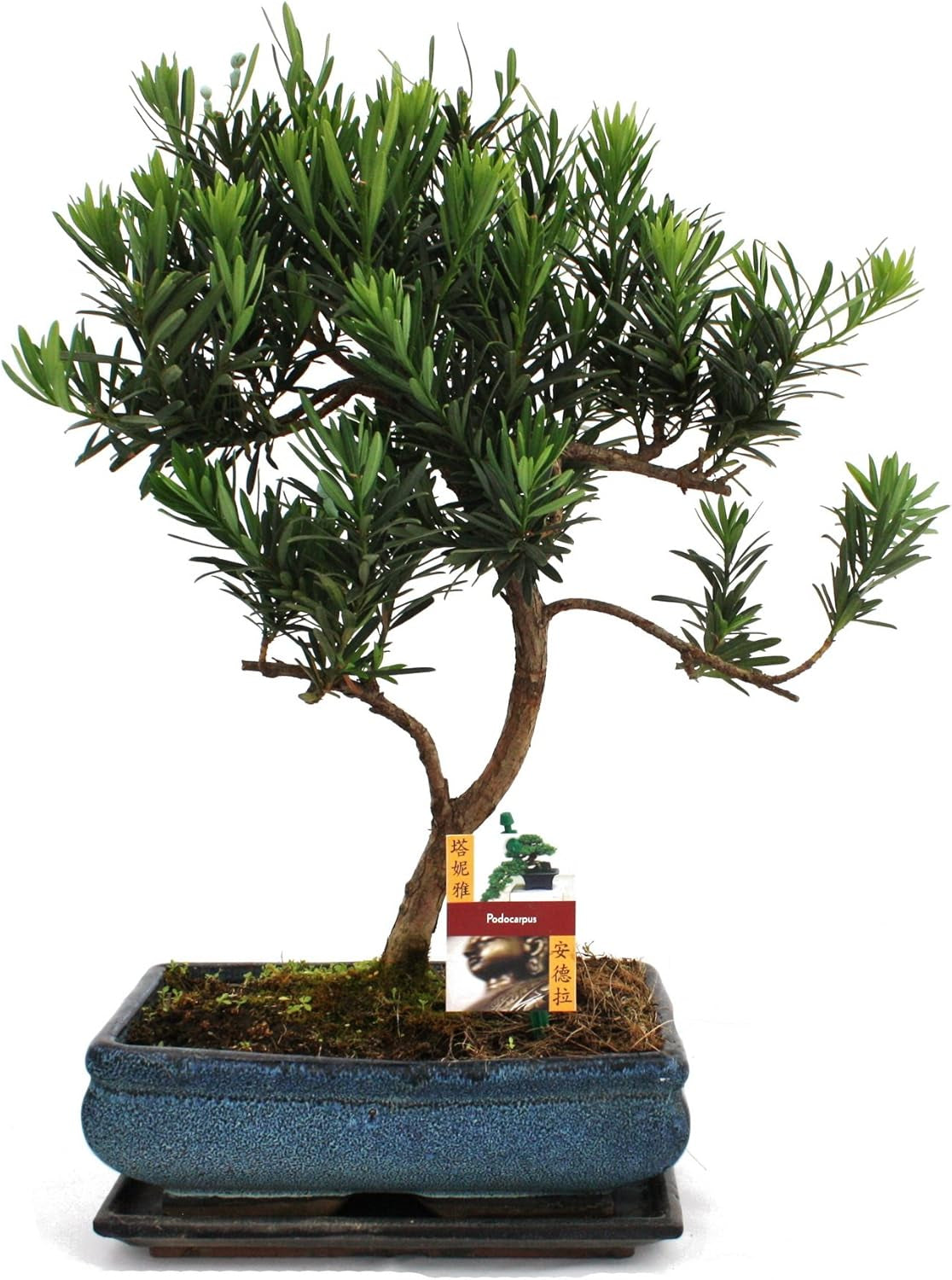 Exotenherz - Bonsai Chinesischer Feigenbaum - Ficus Retusa - Ca. 10 Jahre