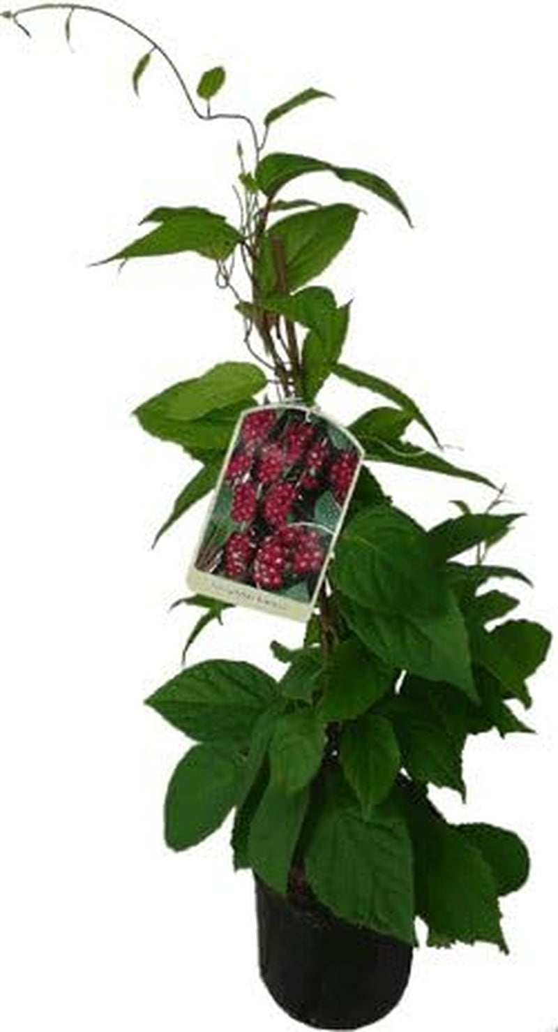 2 X Wu-Wei-Zi Beere Schisandra Chinensis Pflanze - Selbstfruchtbare Kultursorte
