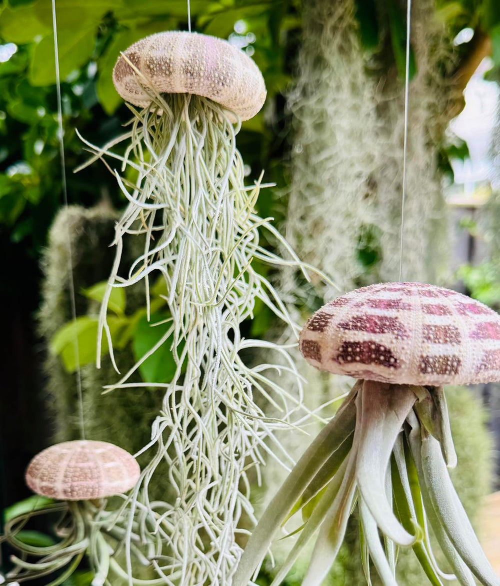 Tillandsien Pflanzen - Luftpflanzen Echt - Air Plants - Tilldandsia - 3Er Set Quallenpflanzen Mit Alfonso-Seeigeln - Bromeliengewächs - Spanisches Moos - Luftpflanzen Halterung - Trendyairplants