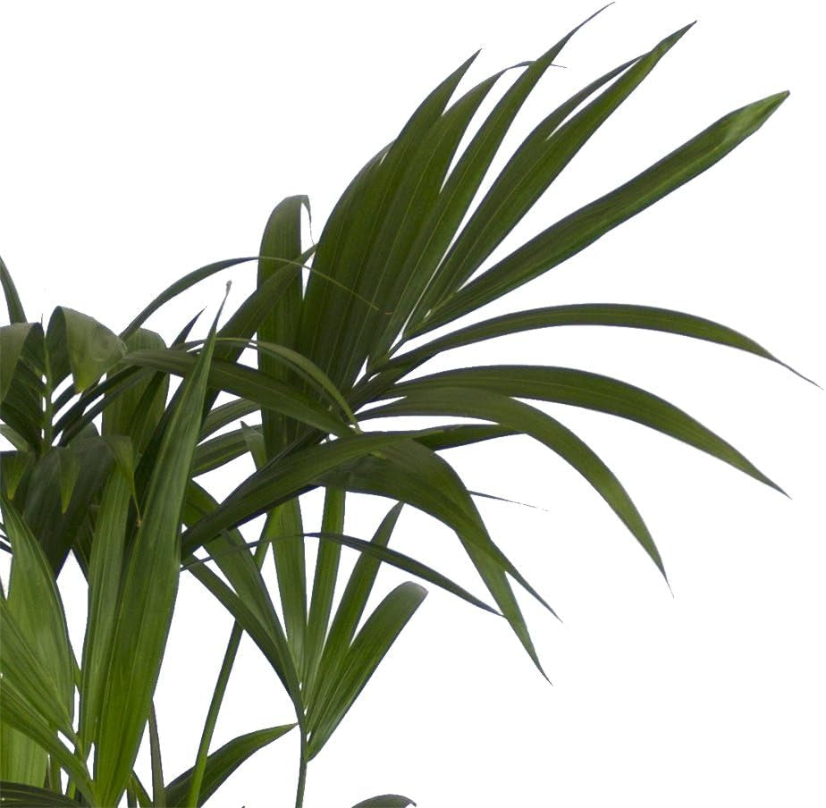 , Zimmerpflanzen Kentia-Palme, Howea Forsteriana, 1 Pflanze, 3 L Topf, Ca.60-80 Cm Hoch