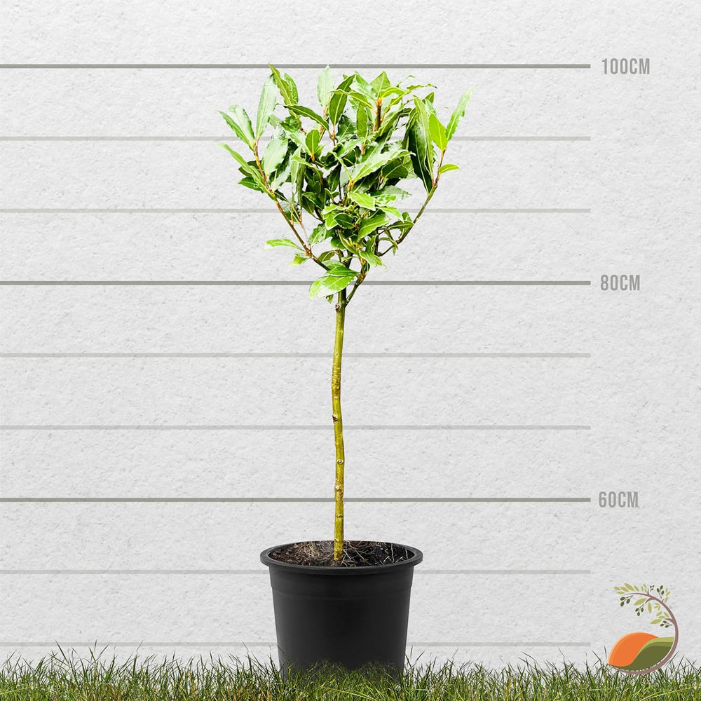 Tropictrees - Laurus Nobilis – Echter Lorbeerbaum Ca. 100 Cm Hoch Inkl. Topf – Winterhart & Immergrün – Mediterrane Kübelpflanze Für Garten, Terrasse & Balkon – Pflegeleicht & Duftet Aromatisch
