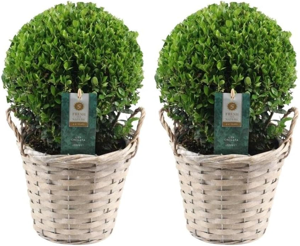 Plants by Frank | Echte Stechpalme Kugel | 1X Ilex Crenata 'Jenny' 20 Cm & 1X Kugel 25 Cm | Set Von 2 Stück | 20-25 Cm Ø Durchmesser | Buchsbaum Ersatz | Gartenpflanzen | Buchsbaum