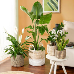 Scheurich Seagrass 17, pot panier/pot panier jonc de mer, couleur : blanc, diamètre 17 cm, hauteur 16 cm, volume 3,5 l.