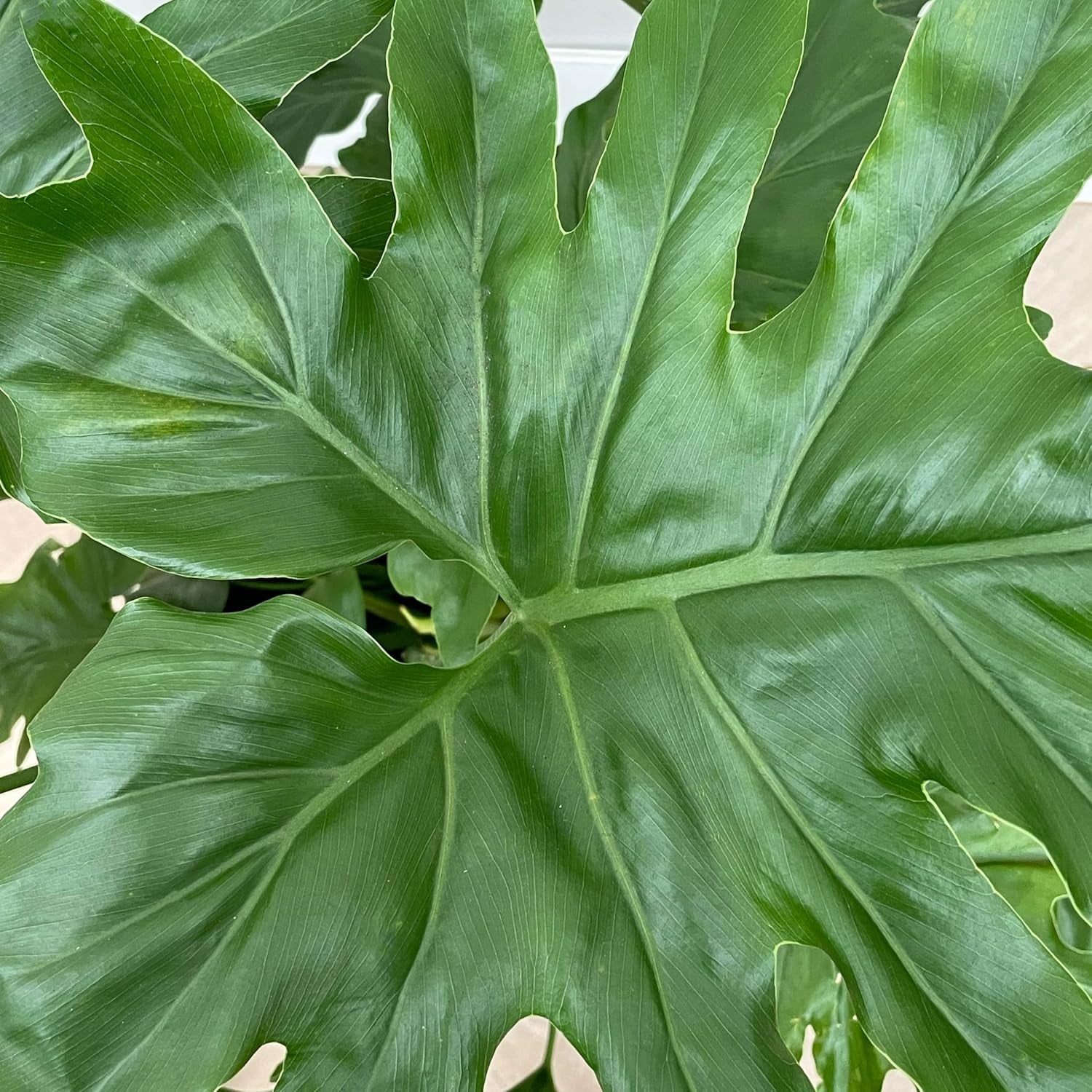 Trendyplants - Philodendron Selloum - Spitzenbaum-Philodendron - Zimmerpflanze - Höhe 110-130 Cm - Topfgröße Ø24Cm