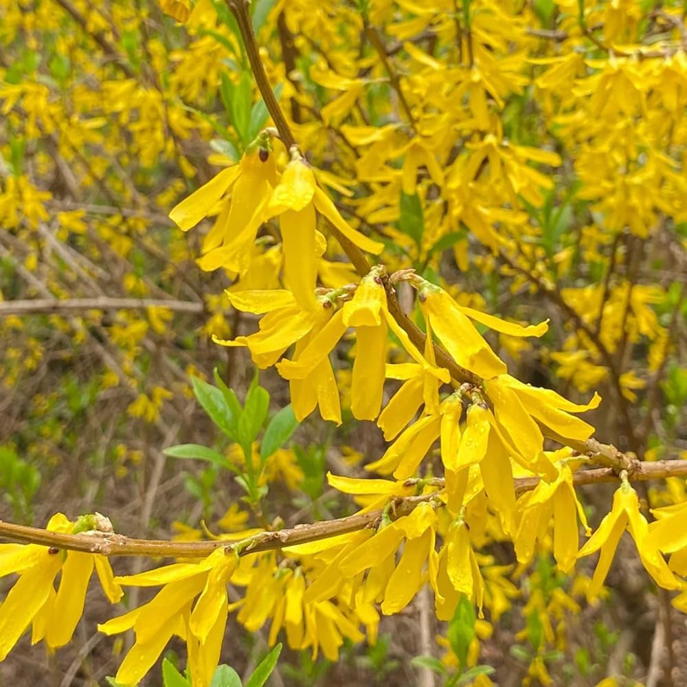 Forsythiesamen - Garten Alte Sorten, Bio Winterhart Bodendecker 100Pcs