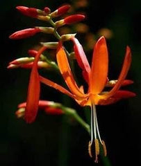 Crocosmie dorée | Étoile filante | Fleur de la Saint-Valentin | Montbrétia | 10 graines