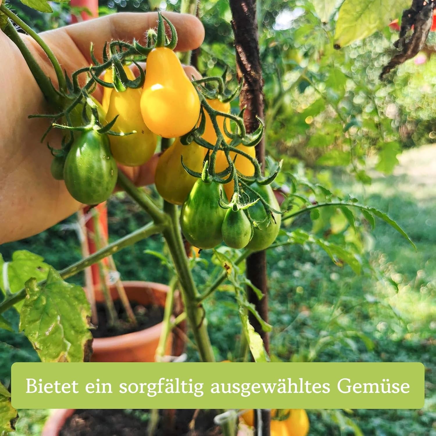 Tomaten Samen Set : 12 Sorten Tomatensamen Für Garten Und Balkon – Tomaten Anzuchtset – Tomatensamen Alte Sorten – Garten Geschenk Set – Alte Tomatensorten Owngrown