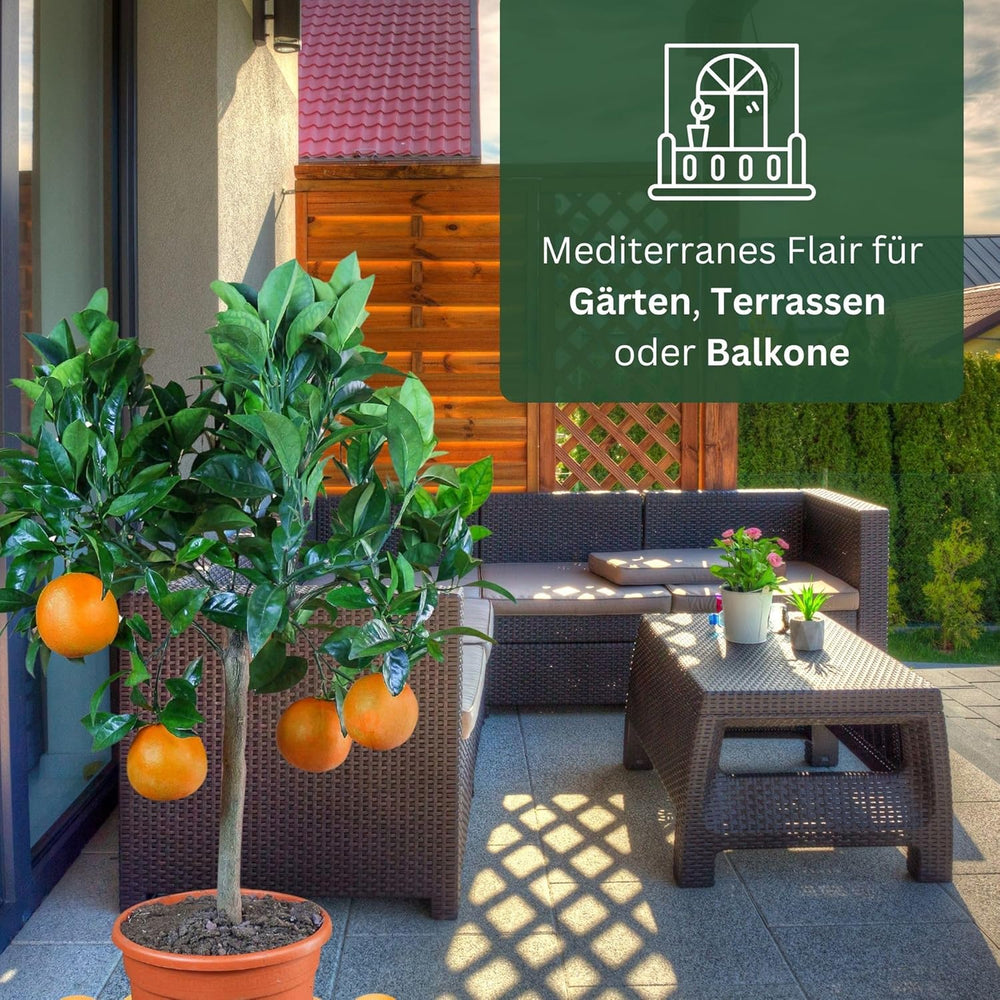 Orange de My Oranjeria - orange vraie - plante d'agrumes - Citrus sinensis - Orange - orange greffée pour jardiniers (Mezzo [M])