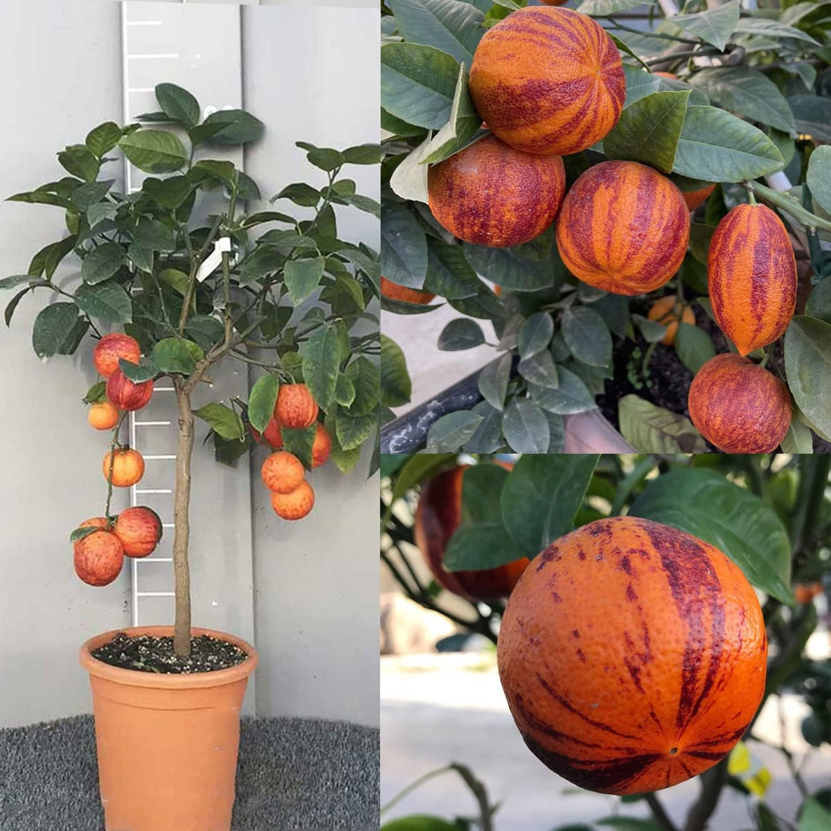 SAVINI VIVAI Zitronenpflanze, Zitrusbaum Lemon Arcobal Im 20 Cm Topf, Höhe 70 Cm, 2-3 Jahre Veredelung, Hergestellt in Italien