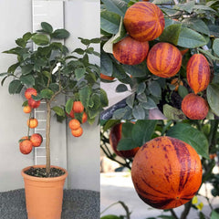 SAVINI VIVAI Zitronenpflanze, Zitrusbaum Lemon Arcobal Im 20 Cm Topf, Höhe 70 Cm, 2-3 Jahre Veredelung, Hergestellt in Italien