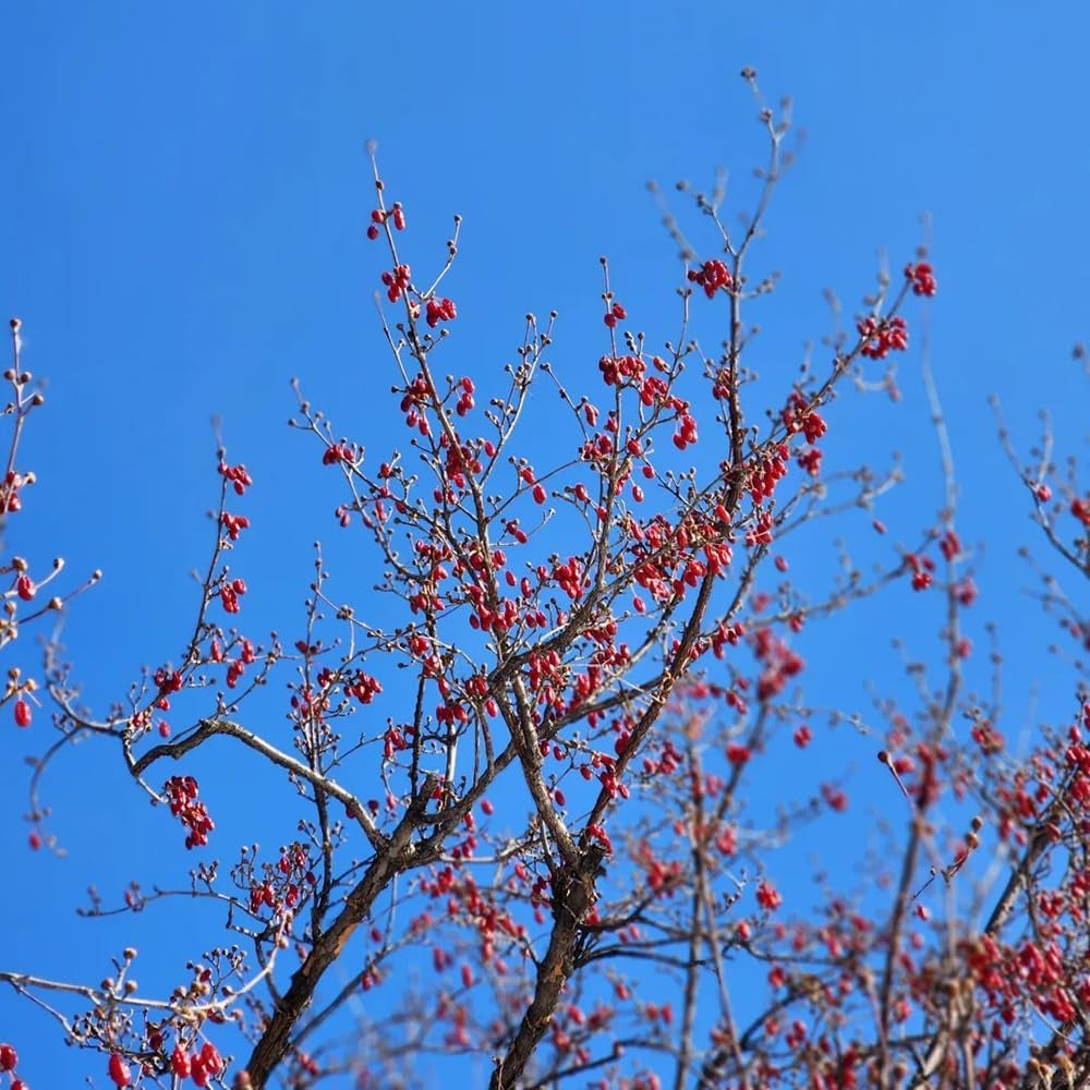 Kornelkirsche, Cornus Officinalis, Obstbaum Säulenobst Kräutersamen Alte Sorten Wildkräuter Kaufen 150Samen