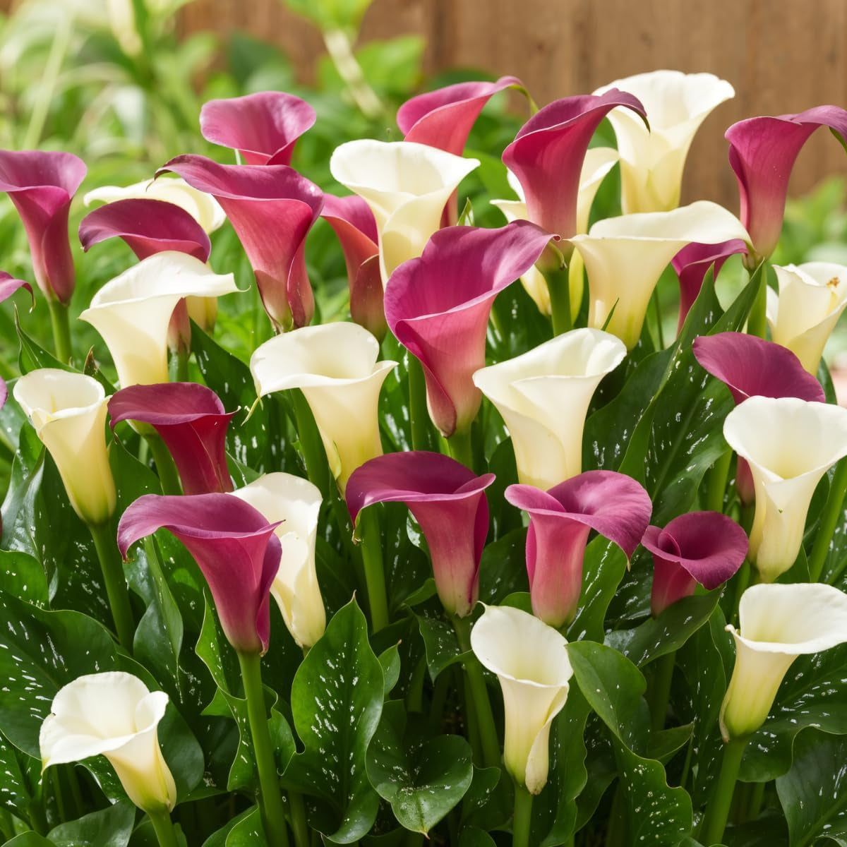 Calla Bulbs Hardy Vivace – Zantedeschia Orange Passion (Orange) – 5 grands bulbes de fleurs – Véritables plantes hollandaises – Pour jardin et pots (pas de graines, non artificielles)