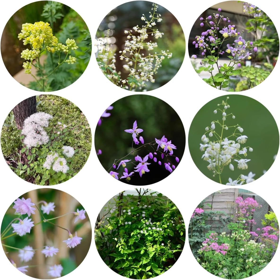 Thalictrum Aquilegifolium Hochbeet Für Sonnige Plätze Bodendecker Winterhart Mehrjährig Steingartenpflanzen Gartenblumen 350Samen