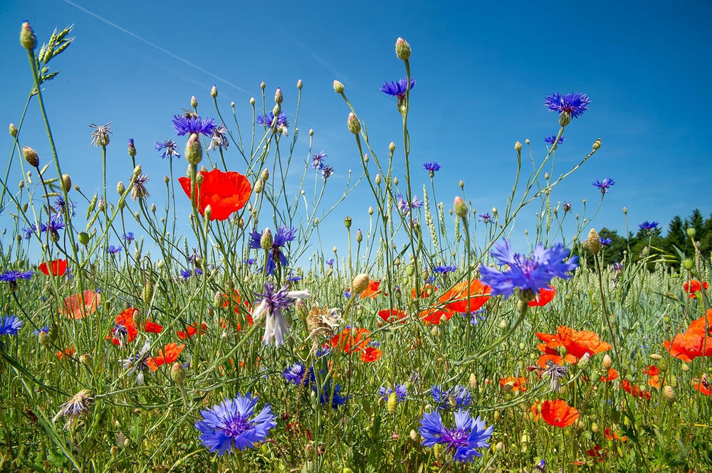 Flowerpower | Blumenmischung Mehrjährig Winterhart | Wildblumensamen Für Eine Blütenreiche Blumenwiese | Bienenfreundliche Blumensamen Für Garten & Balkon | 250G Für 65 M²