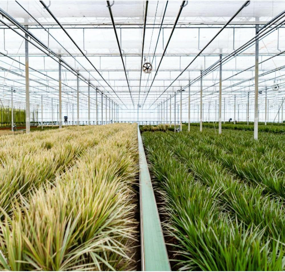 Dracaena Marginata Groß