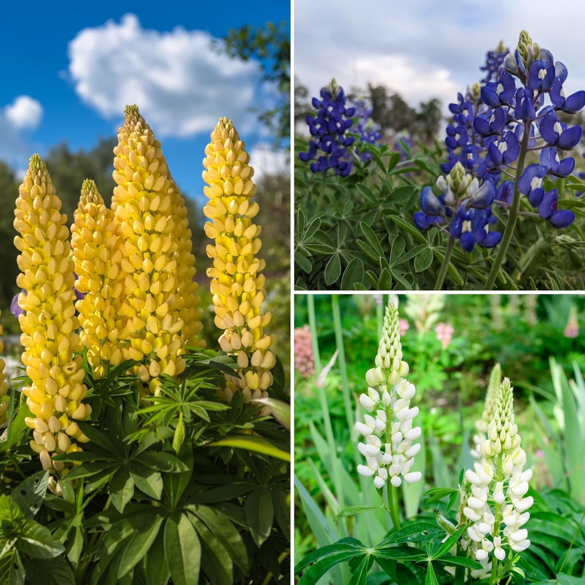1000 graines de lupin mélangent un engrais bleu blanc jaune pour fleurs sauvages, abeilles et papillons