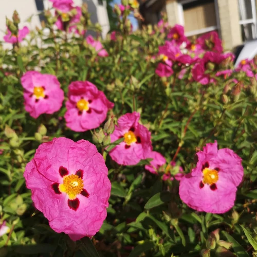 Zistrose Sommerblumen Zistrosesamen Winterharte Kübelpflanzen Hecken Sträucher Herbst Deko Herbstpflanzen Für Sonnige Plätze Bonsaibaum Kletterpflanzen Balkonpflanzen Frühlingsblumen 130Samen