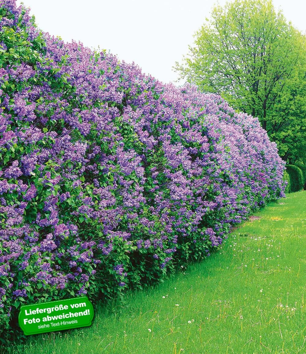 BALDUR Garten Flieder-Hecke, 1 Pflanze, Edelflieder Fliedertraum Blüten-Hecke, Sichtschutz, Syringa Vulgaris, Winterhart & Anspruchslos, Schnittblume, Blühend