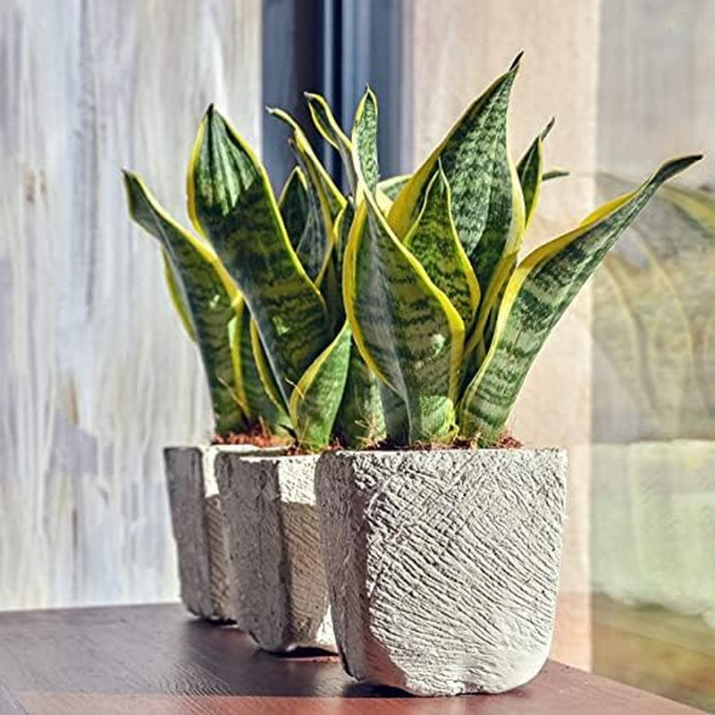 Bloomique - Sansevieria Superba - Bogenhanf - Sukkulenten - Zimmerpflanzen - Sehr Pflegeleicht - Höhe 20-30 Cm - Topf 9 Cm