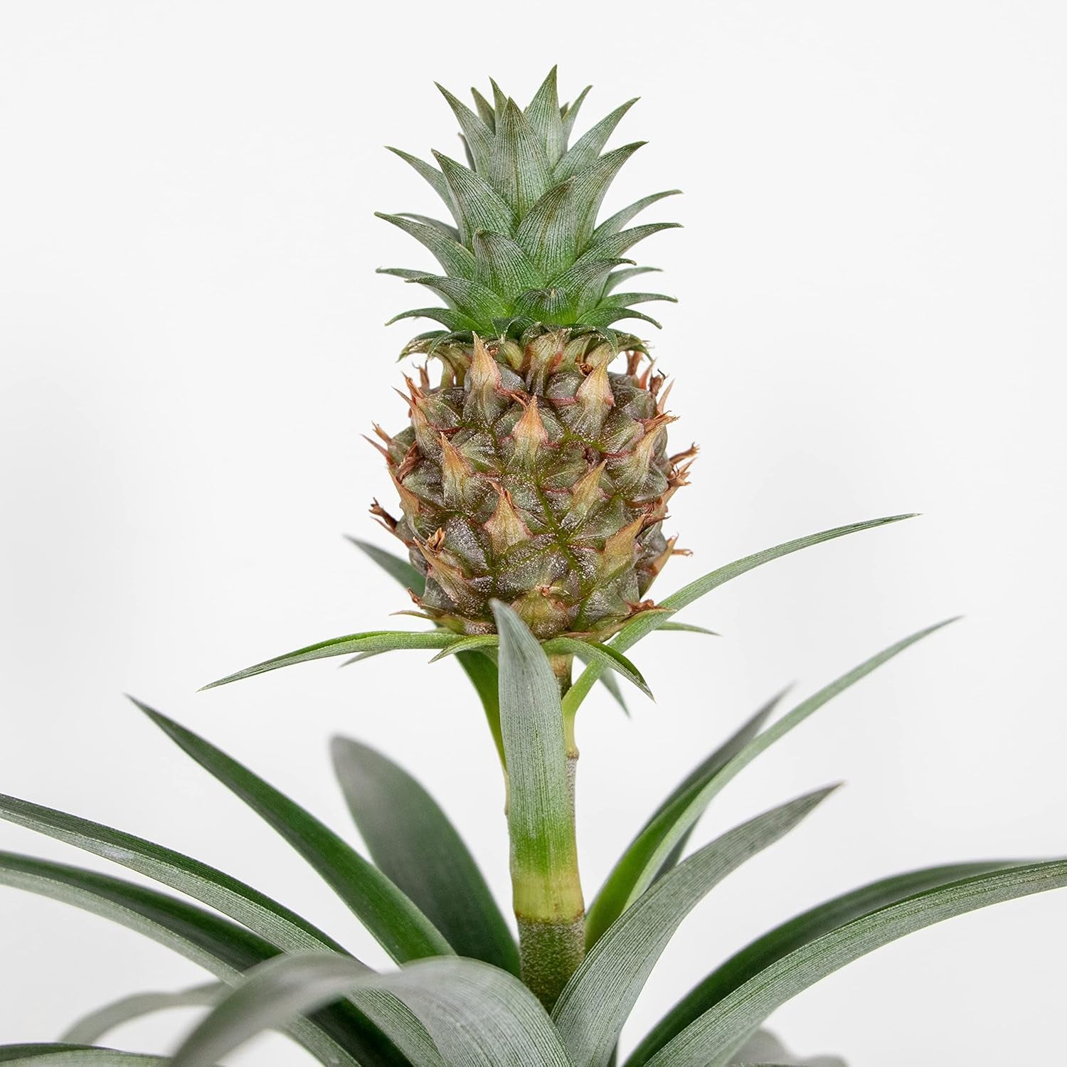 Bloomique - 2Er Set - Ananas Comosus - Ananas Pflanze - Bromelien - Zimmerpflanzen - Luftreinigend - Höhe 30-40 Cm - Topf 12 Cm