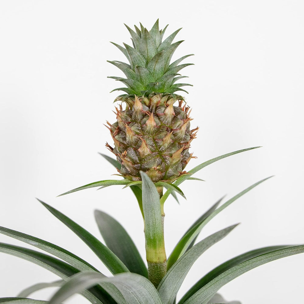 Bloomique - 2Er Set - Ananas Comosus - Ananas Pflanze - Bromelien - Zimmerpflanzen - Luftreinigend - Höhe 30-40 Cm - Topf 12 Cm
