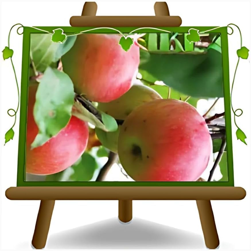 Apfelbaum Rosafarbener Apfel – Antike Sorte, Topf Ø 20 Cm, Höhe 150–170 Cm, Alter: 2 Jahre – Italienische Baumschule