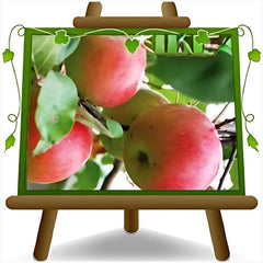 Apfelbaum Rosafarbener Apfel – Antike Sorte, Topf Ø 20 Cm, Höhe 150–170 Cm, Alter: 2 Jahre – Italienische Baumschule