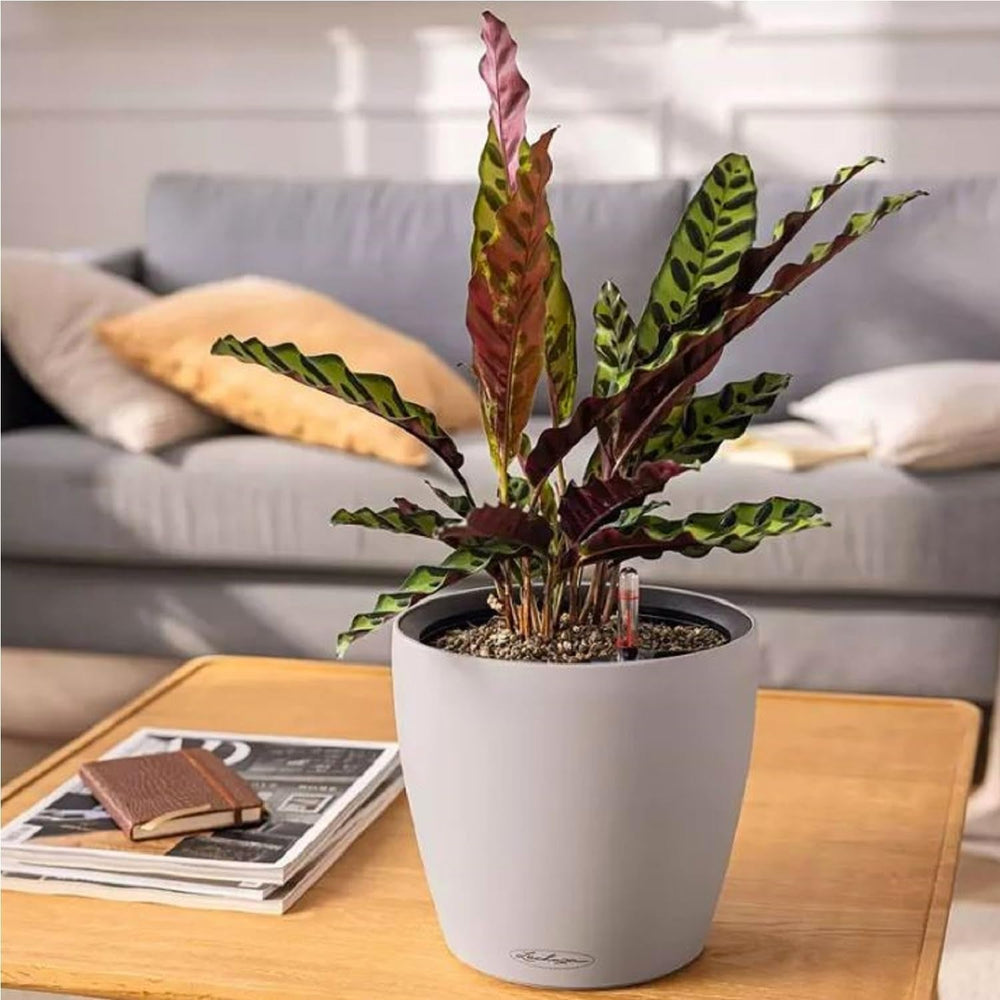 Jardinière LECHUZA Classico Color LS gris ardoise avec système d'irrigation |Ø 35 × 32 cm|14281