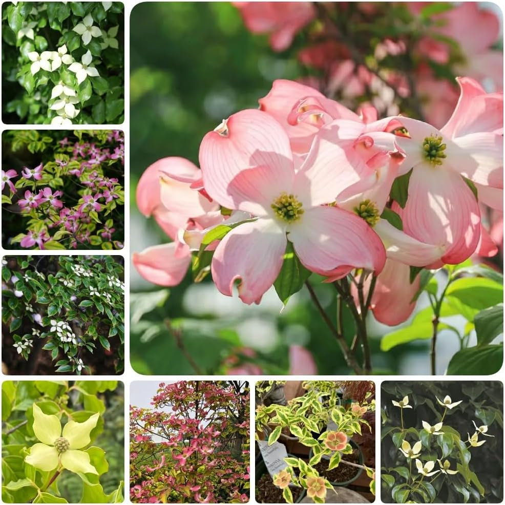 Hartriegelsamen, Steingartenpflanzen Cornus Kousa, Gartenpflanzen Balkonpflanzen Blühende Sträucher Winterhart 500Pcs