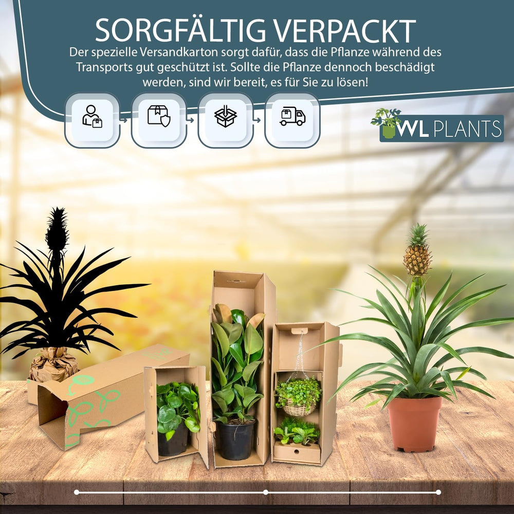 Zimmerpflanzen Set 2Er - 2X Ananas Comosus - Bromelia - Pflanzen Höhe +/- 45Cm Inkl. Topf Ø 12Cm - Aus Professioneller Zucht - Grünpflanzen Zimmerpflanzen - Topfpflanzen Echt