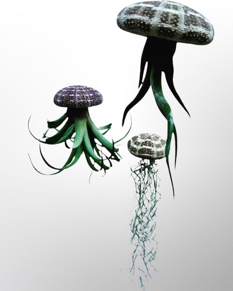 Tillandsien Pflanzen - Luftpflanzen Echt - Air Plants - Tilldandsia - 3Er Set Quallenpflanzen Mit Alfonso-Seeigeln - Bromeliengewächs - Spanisches Moos - Luftpflanzen Halterung - Trendyairplants