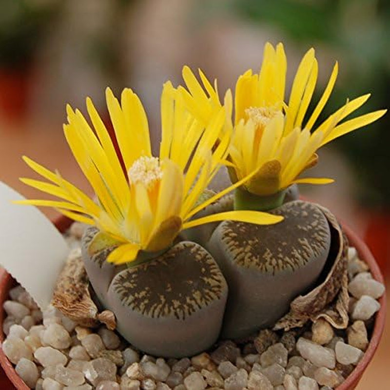 Lithops Lesliei - Sunnyplants, Seltene Lithops, Lithops Pflanzen, Lebende Stein Sukkulenten, Lebende Steinpflanzen, Lebende Steine, Lithops