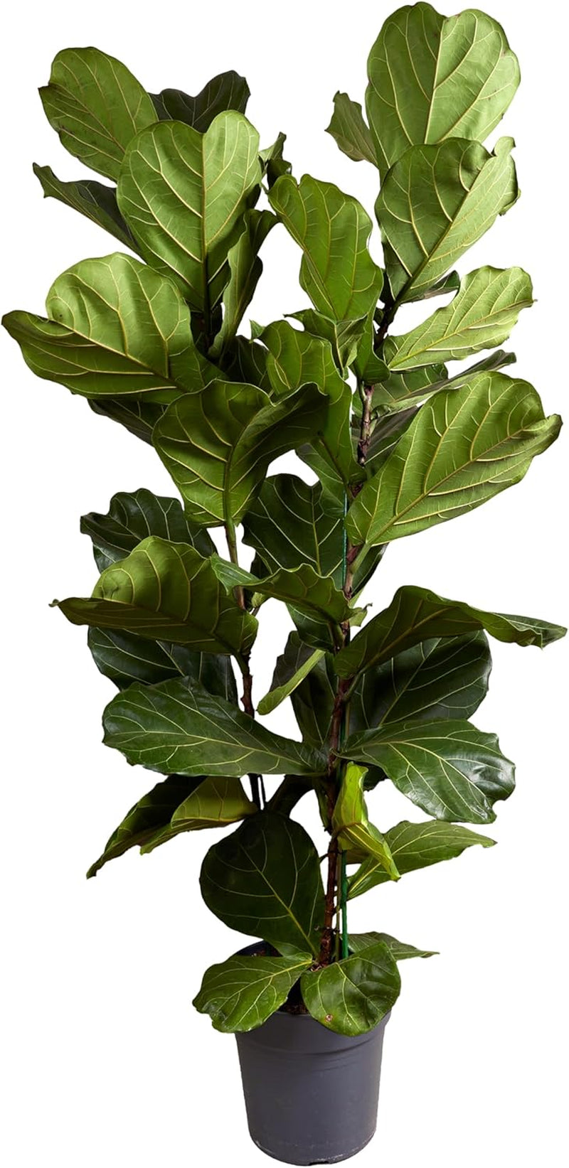 Bloomique - 2Er Set - Ficus Lyrata - Geigenfeige - Zimmerpflanzen Groß - Pflegeleicht - Luftreinigend - Höhe 60-70 Cm - Topf 17 Cm