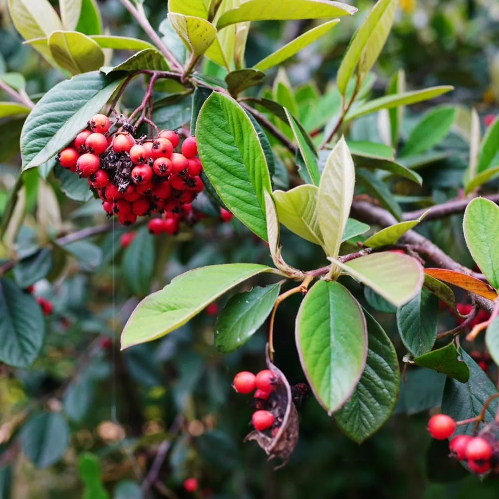 Teppichmispel, Blumensamen Gastgeschenk Bodendecker Cotoneaster Dammeri, Schnell Wachsende Sträucher Baumsamen Exotische Blühende Sträucher Winterhart 200Samen
