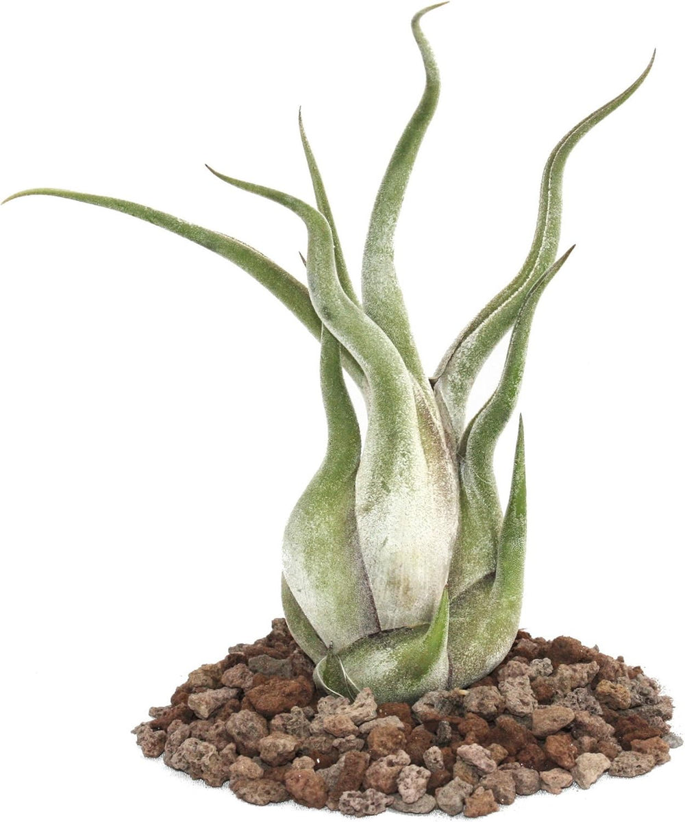 Exotenherz - Tillandsia Seleriana - Lose Pflanze - Extra-Groß