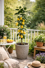 Citrus Limon Lunario 120 Cm - Echter Zitronenbaum (C17) - Vier-Jahreszeiten-Zitrone Für Balkon, Garten & Terrasse - Robuster Zitronenbaum Mit Ganzjähriger Ernte