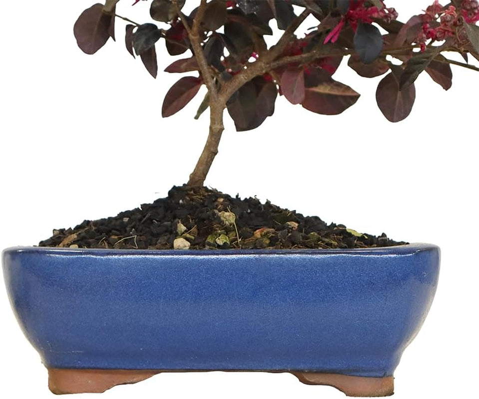 KENTIS - Bonsai Loropetalum - Echter Dekorativer Outdoor-Bonsai - Echte Pflanzen Für Die Balkonterrasse - H 35-40 Cm Topf Ø 21 Cm