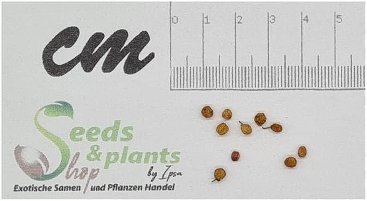 Stk - 10X Callicarpa Dichotoma Purpur Schönfrucht Garten Pflanzen - Samen B197 -