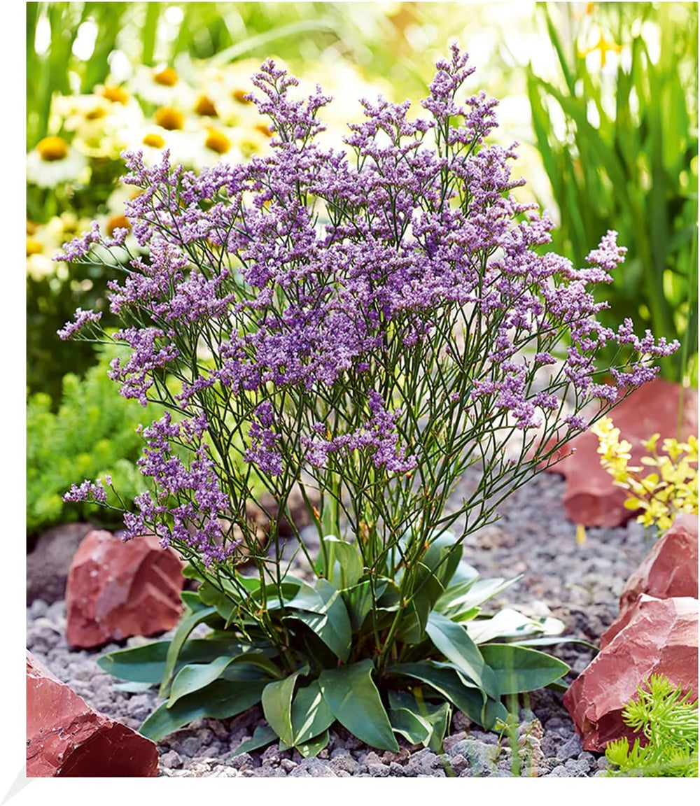 BALDUR Garten Flieder-Hecke, 1 Pflanze, Edelflieder Fliedertraum Blüten-Hecke, Sichtschutz, Syringa Vulgaris, Winterhart & Anspruchslos, Schnittblume, Blühend