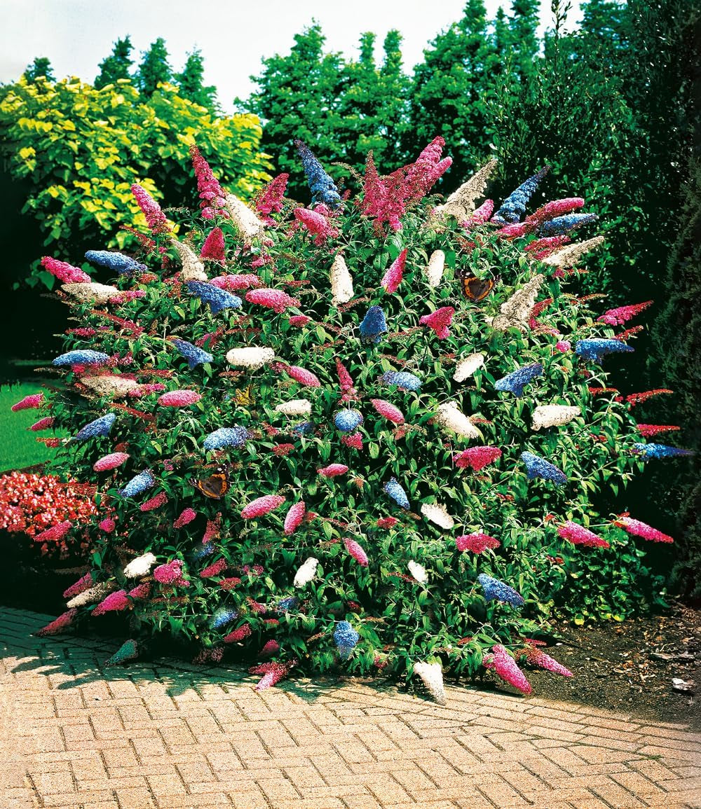 BALDUR Garten Flieder-Hecke, 1 Pflanze, Edelflieder Fliedertraum Blüten-Hecke, Sichtschutz, Syringa Vulgaris, Winterhart & Anspruchslos, Schnittblume, Blühend