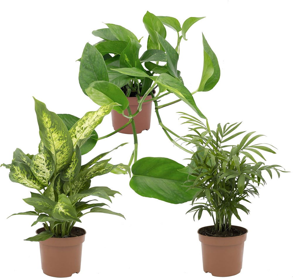 , Zimmerpflanzen Tropic-Trio, Efeutute, Zimmerpalme Und Dieffenbachia