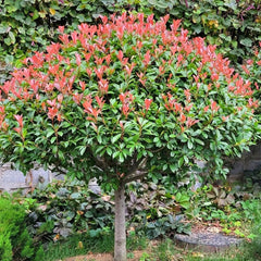 Glanzmispel Red Robin, Stauden Winterhart Mehrjährig Photinia Fraseri Red Robin, Gartenpflanzen Exotische Schnellwachsende Sträucher 300Samen
