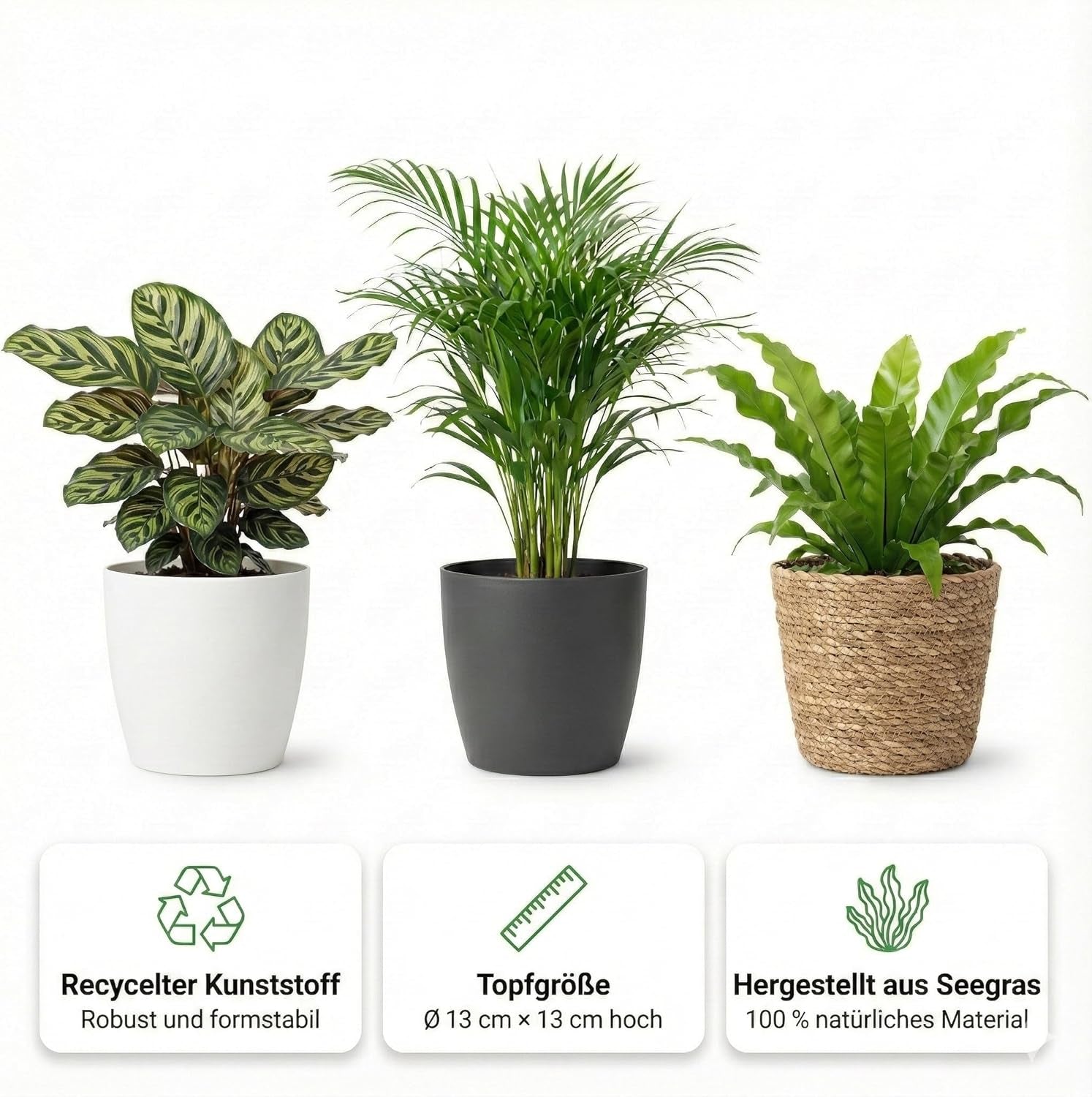 Luftreinigende Pflanzen – 6Er Set Echte Zimmerpflanzen Mit Seegras Töpfen – Tierfreundliche Und Pflegeleichte Grünpflanzen – Ideal Für Wenig Licht – Ø 12 Cm ↥ 40 Cm