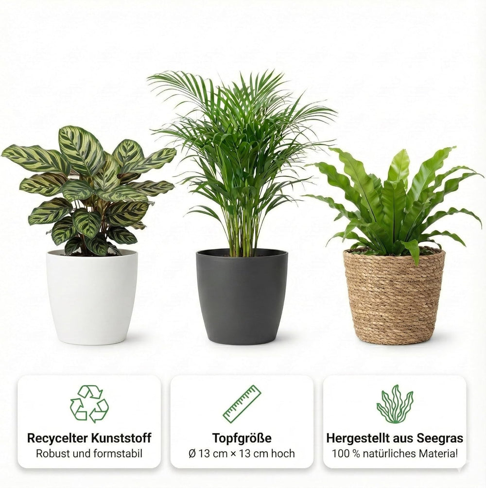 Luftreinigende Pflanzen – 6Er Set Echte Zimmerpflanzen Mit Seegras Töpfen – Tierfreundliche Und Pflegeleichte Grünpflanzen – Ideal Für Wenig Licht – Ø 12 Cm ↥ 40 Cm