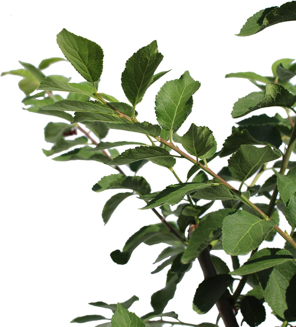 KENTIS – Pflaume Pflanzen – Plum Mirabelle De Nancy – Echte Outdoor Pflanzen – Garten Obstbaum – Obstpflanzen – Topf Ø 28 Cm