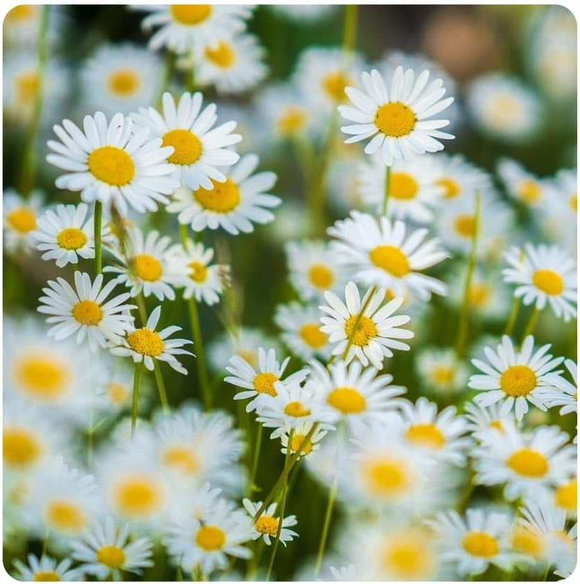 Flower Meadow - Mélange de graines de fleurs respectueuses des abeilles - Fleurs sauvages et graminées pour endroits secs - Graines de fleurs sauvages - Mélange de graines annuelles et vivaces