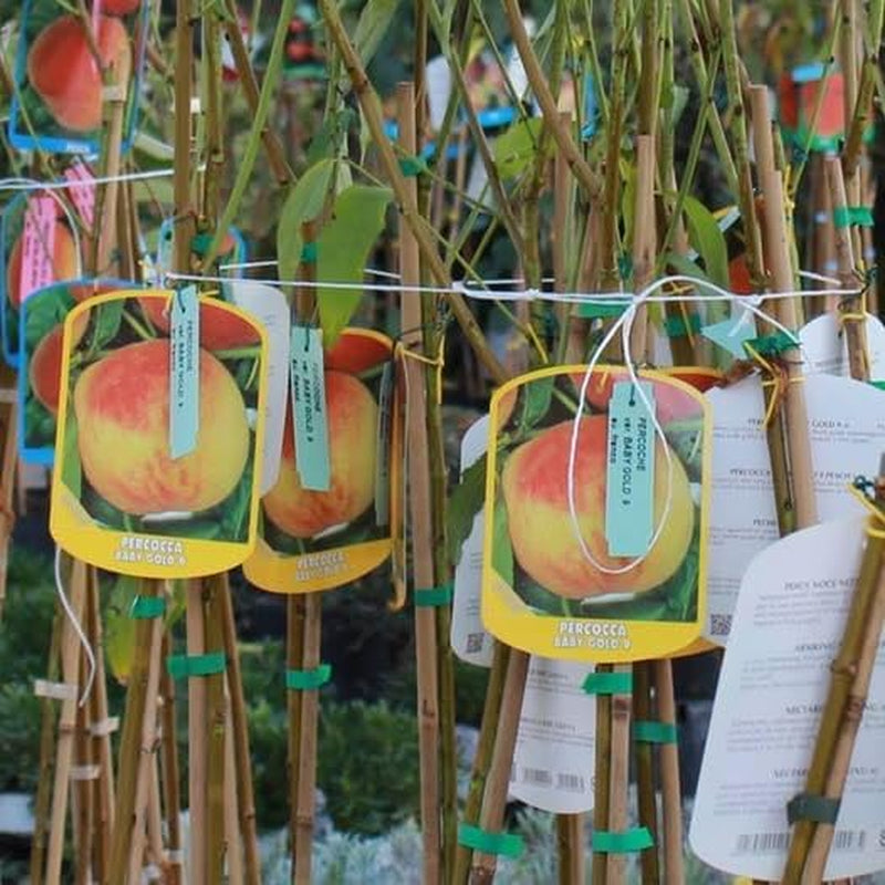 Pfirsiche Nektarinen Mit Gelbem Fruchtfleisch Indipendence - Obstpflanze Alte Frucht Auf Blumentopf 26 Baum Max 200 Cm – 4 Jahre Anbau Italien