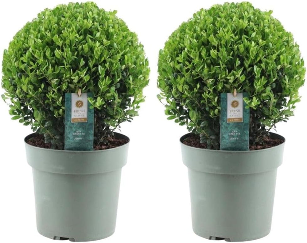 Plants by Frank | Echte Stechpalme Kugel | 1X Ilex Crenata 'Jenny' 20 Cm & 1X Kugel 25 Cm | Set Von 2 Stück | 20-25 Cm Ø Durchmesser | Buchsbaum Ersatz | Gartenpflanzen | Buchsbaum
