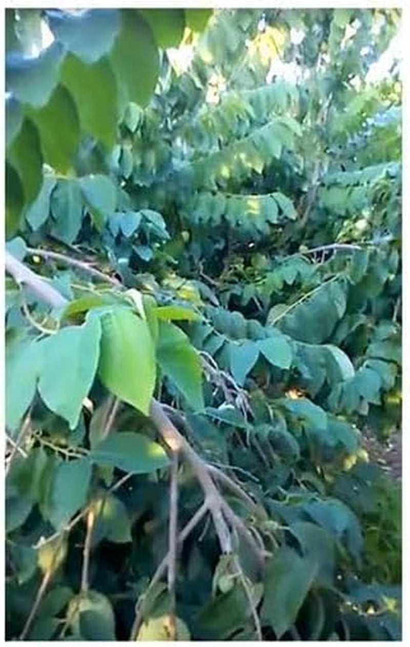 Stk - 10X Annona Cherimola Cherimoya Frucht Pflanzen - Samen ID240 -